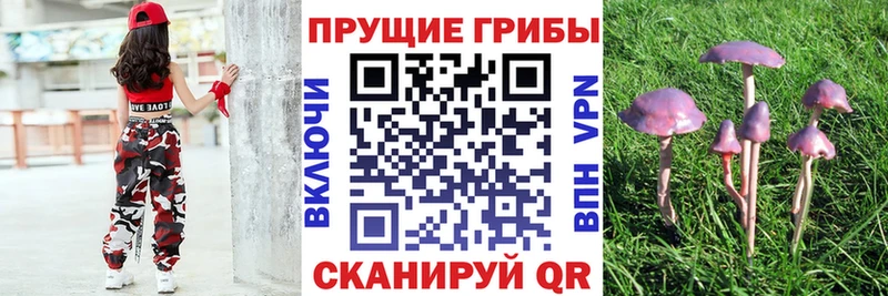 Псилоцибиновые грибы Cubensis  Воскресенск 
